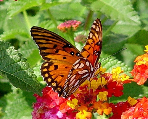 Orange & black butterfly feeding on nectar from Lantana flowers.