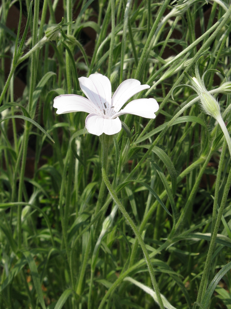 Agrostemma githago 'Sakuragai'