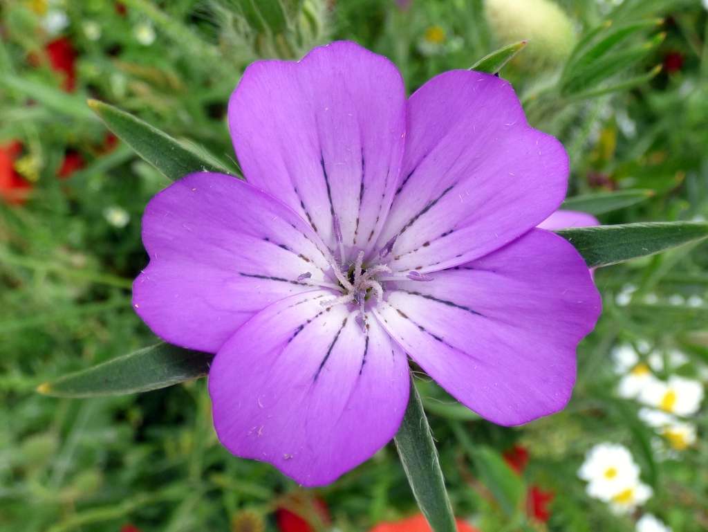purple flower