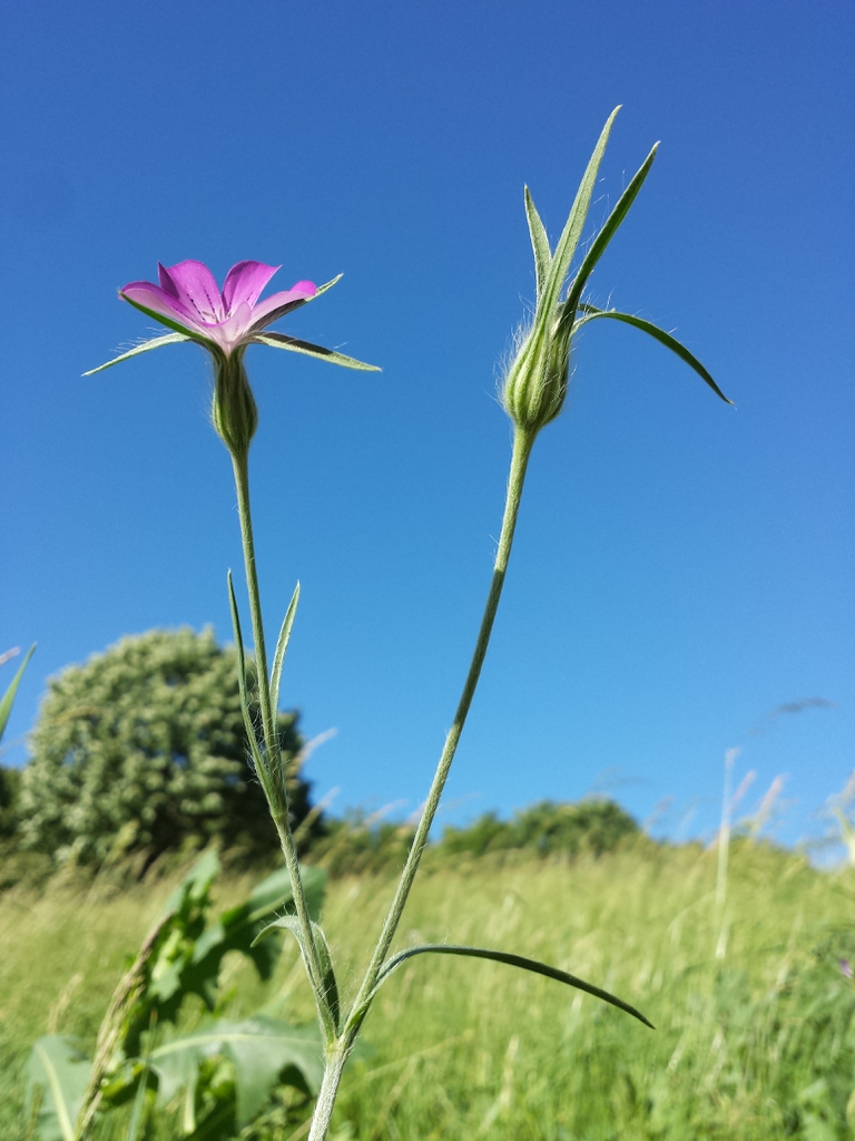 Growing on a dry slope