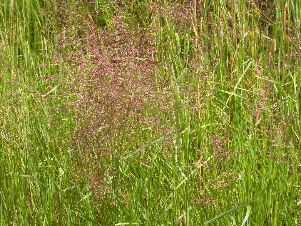 Plant with airy inflorescence.