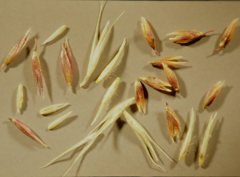 Isolated spikelets.