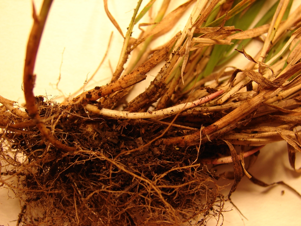 Uprooted plant showing stolons.