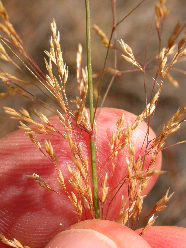 Portion of the inflorescence showing spikelets.