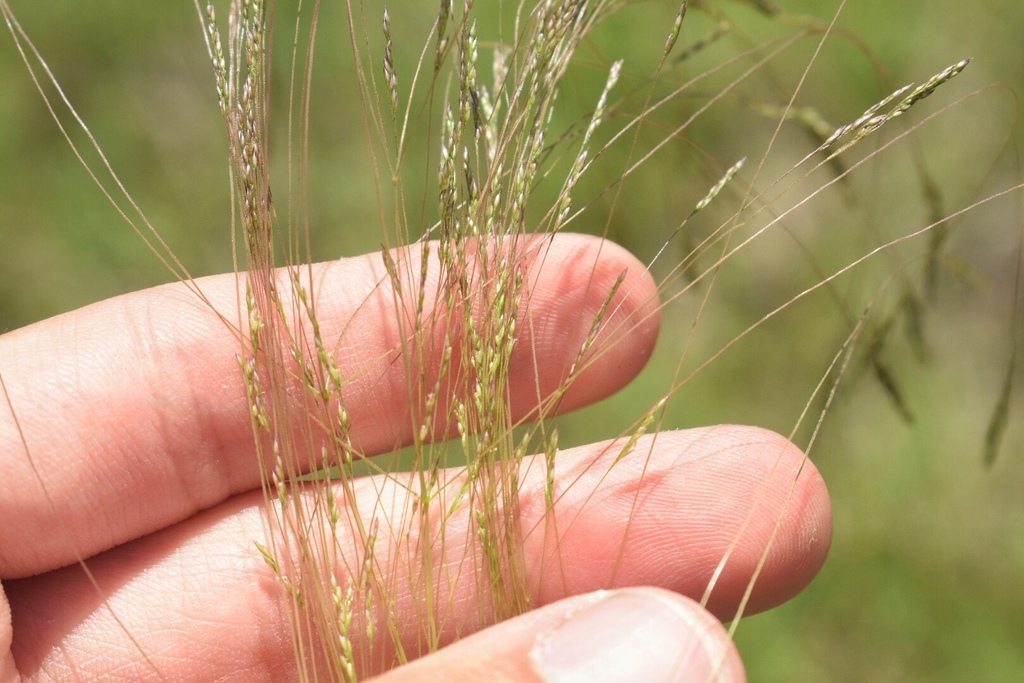 clusters of small flowers