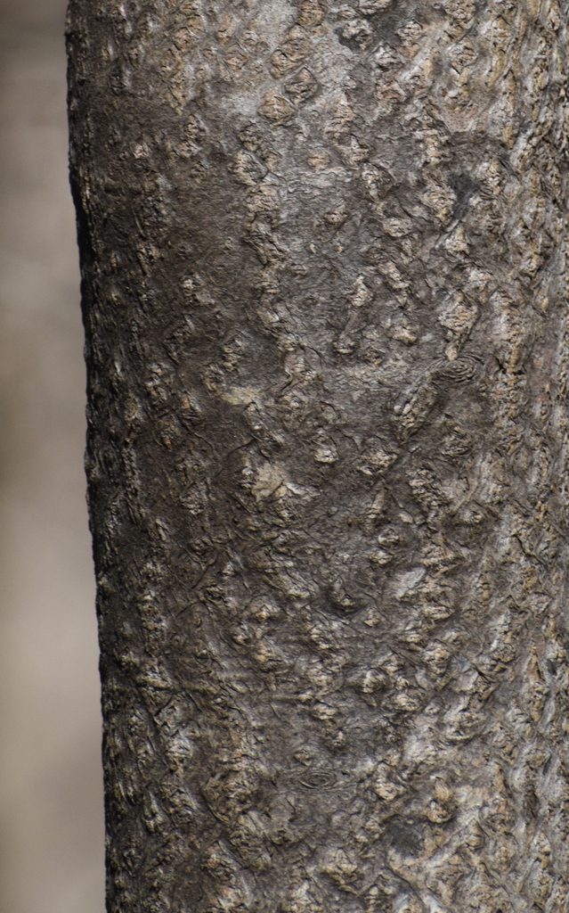 Ailanthus altissima