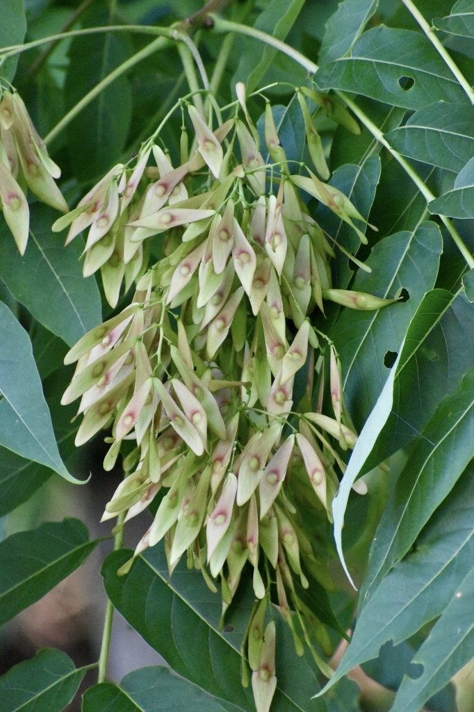 green fruits- July - Halifax Co., NC