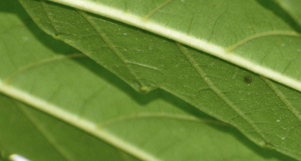 When leaves crushed it smells likt peanut butter