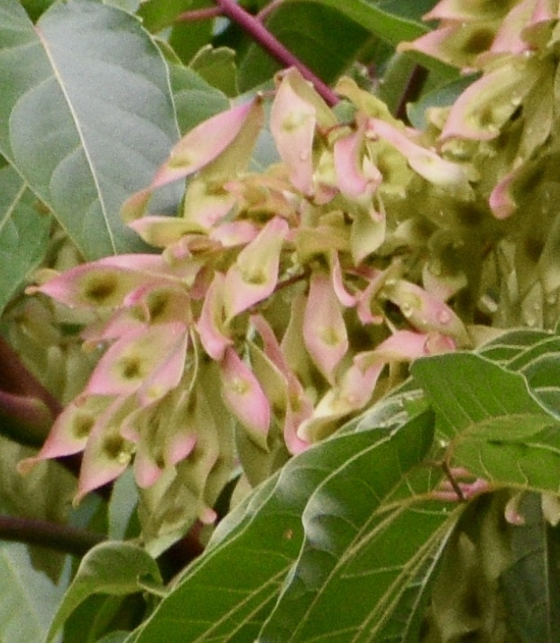 fruits - Halifax Co., NC