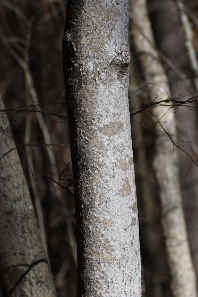 light grey bark with textured bark