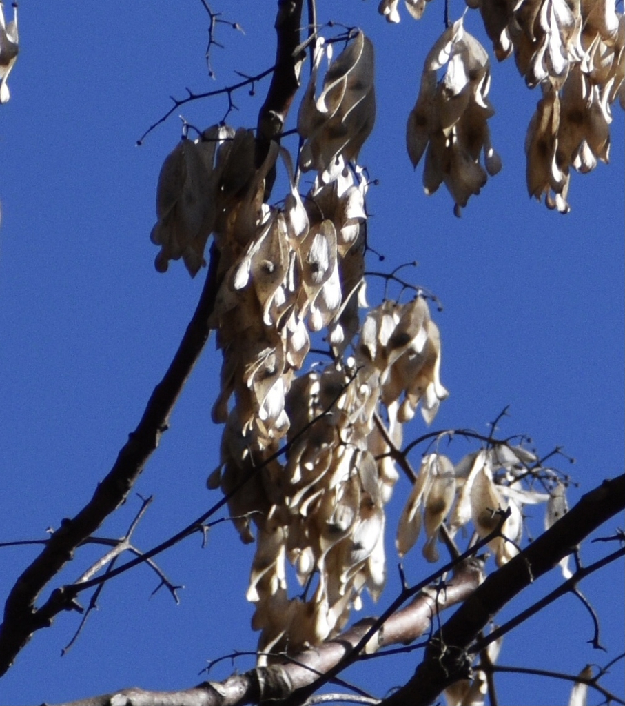 winged fruits hanging in clusters.