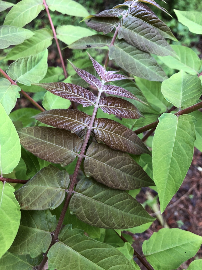 Ailanthus altissima