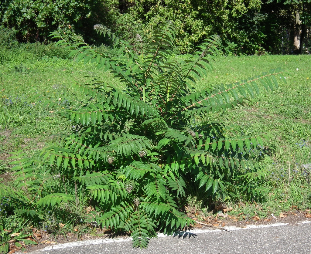 It can be very weedy, here it is seen growing along a roadside.