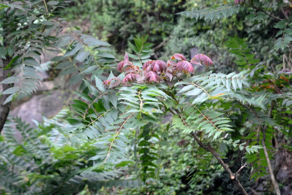 Ailanthus altissima
