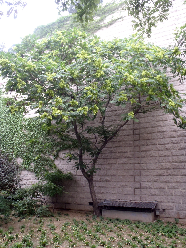 Ailanthus altissima
