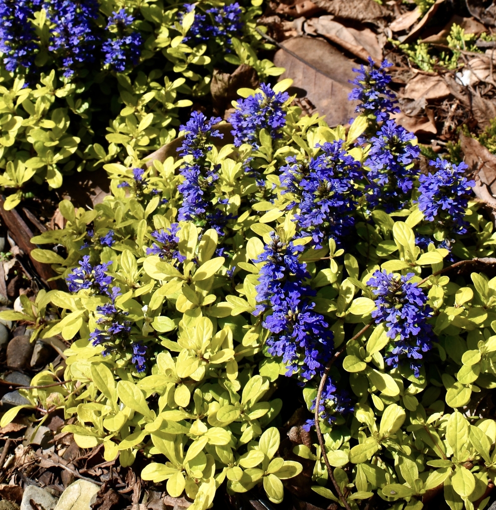 dense, low growing golden yellow foliage
