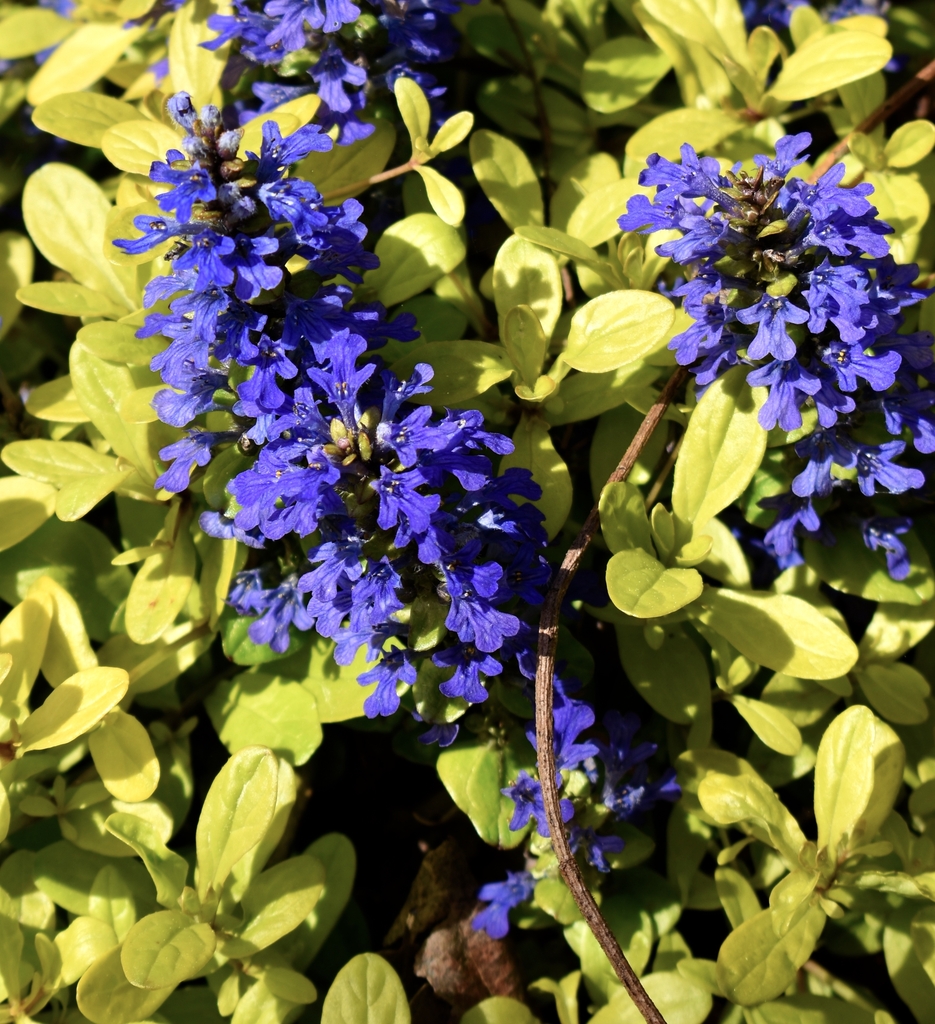Inflorescences spike like blue leaves yellow Cordial Canary