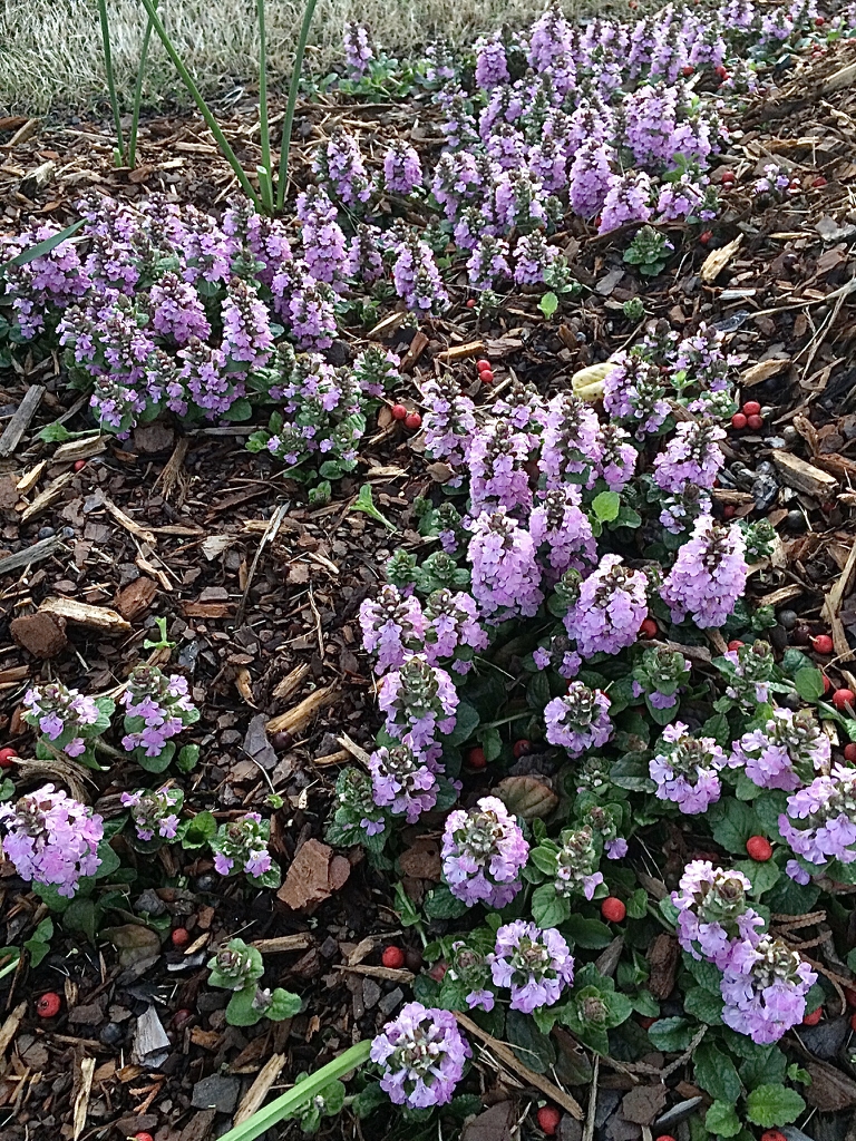 Ground cover with erect spikes of pink flowers.