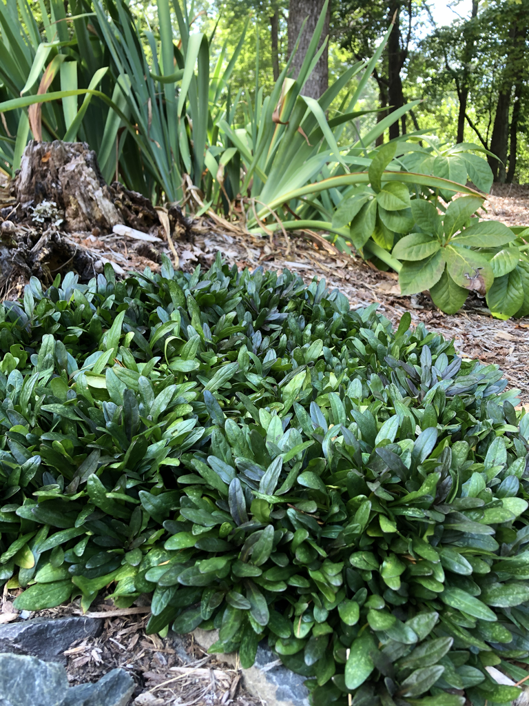 Ajuga reptans 'Chocolate Chip'
