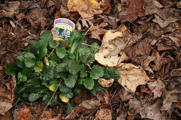 A newly planted rosette of dark glossy foliage