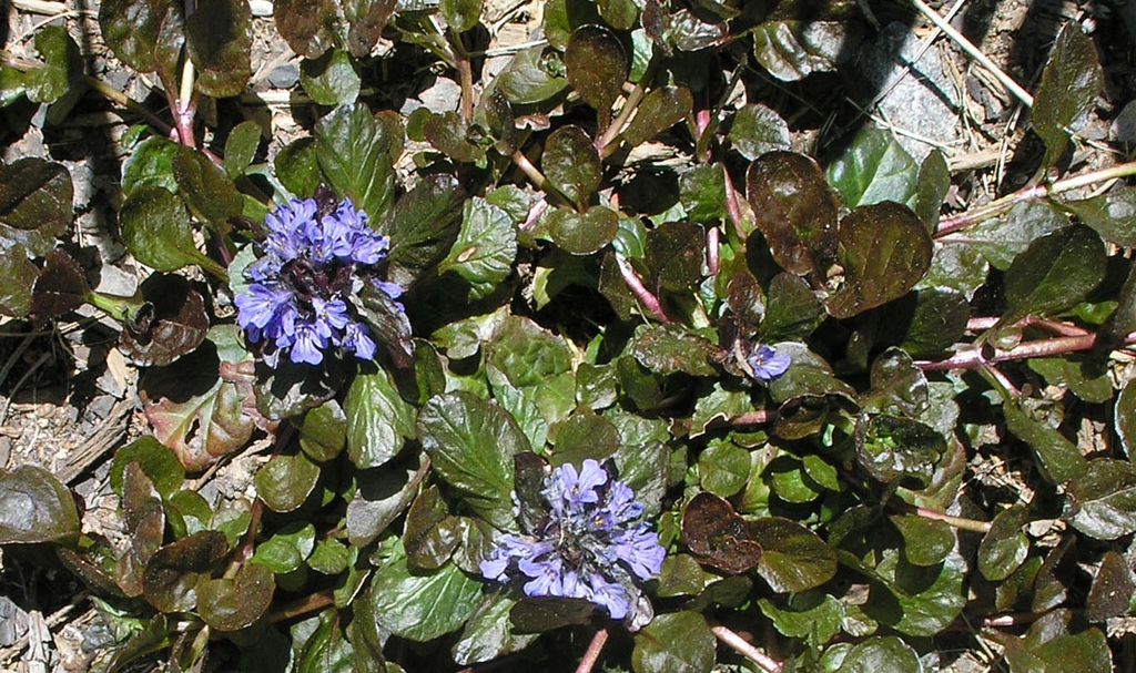 Rosettes of glossy, dark burgundy leaves & spikes of blue flower