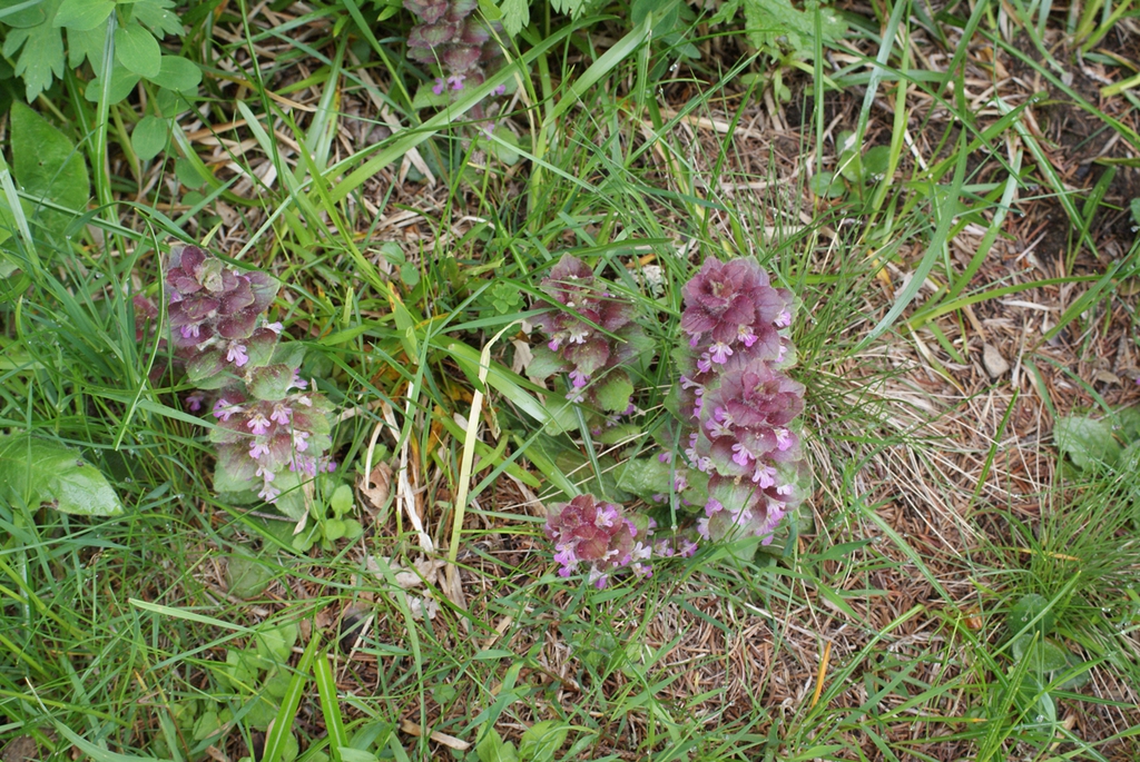 Growing in the grass