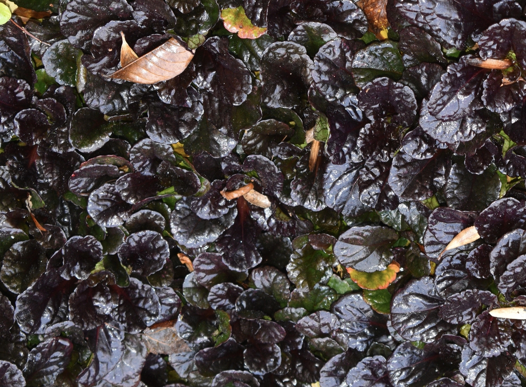 Rosettes of glossy, dark burgundy leaves.