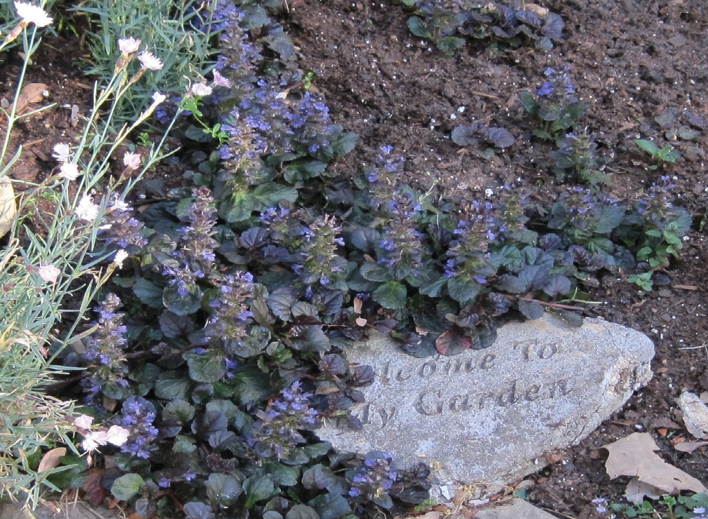 Ground cover with dark foliage & erect spikes of blue flowers.
