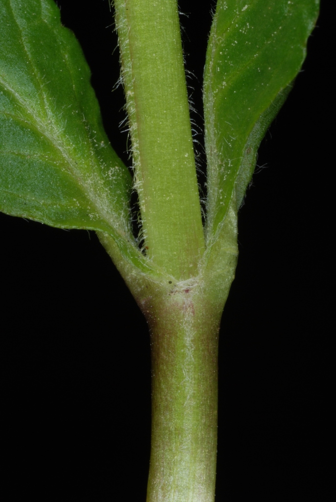 Close up of node showing opposite leaves and hairy stems.