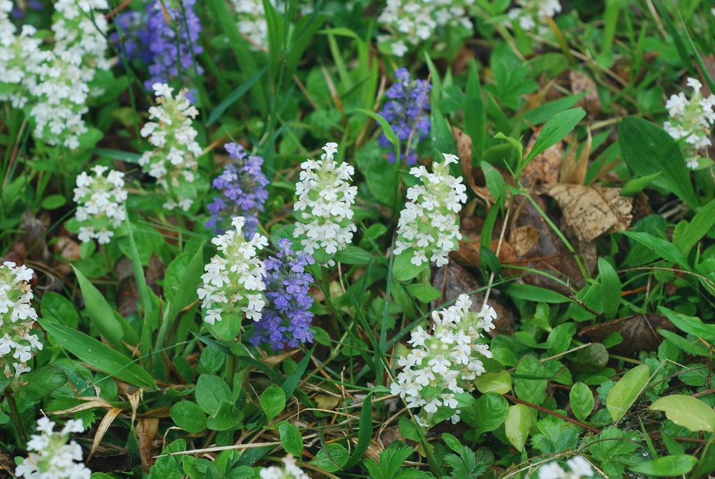 Ground cover with erect spikes of lavender blue or white fls.