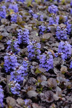 Dark foliage below erects spikes of blue flowers.