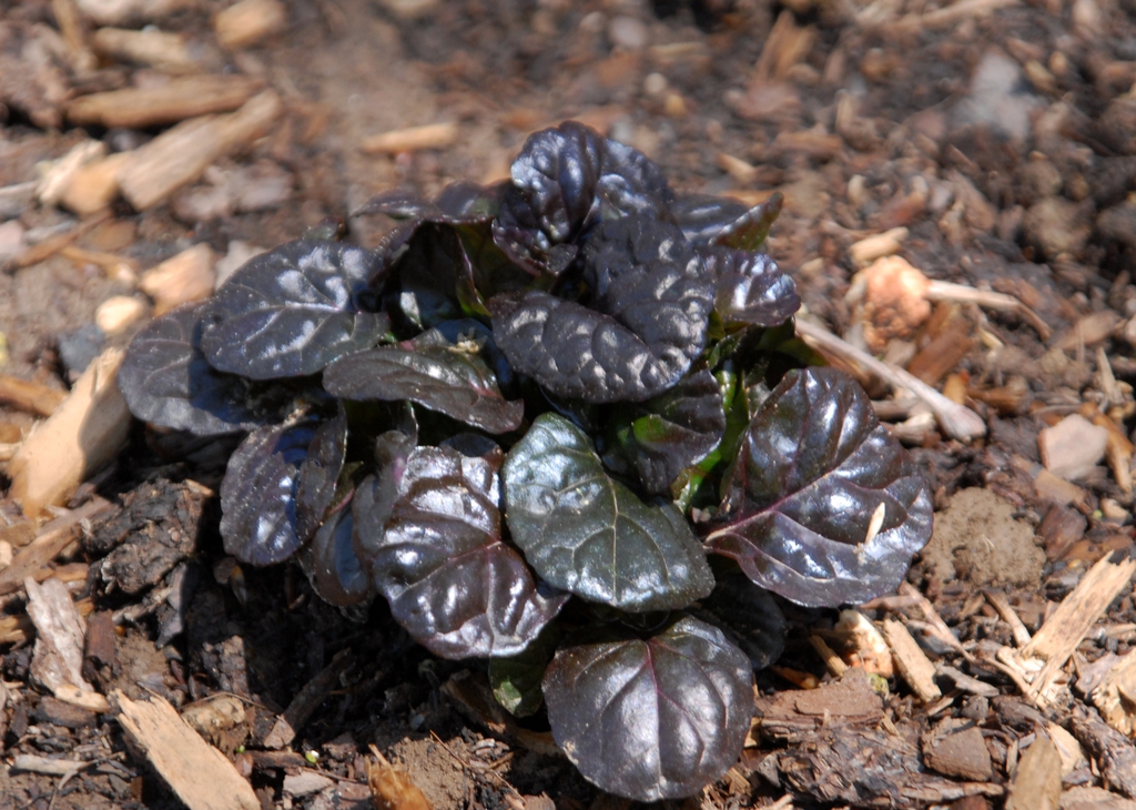 Rosettes of glossy, dark burgundy leaves.
