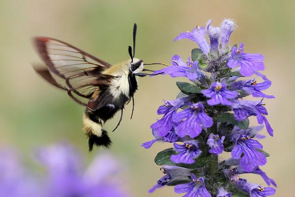 Close-up of a clear-wing moth visiting a spike of purple flowers