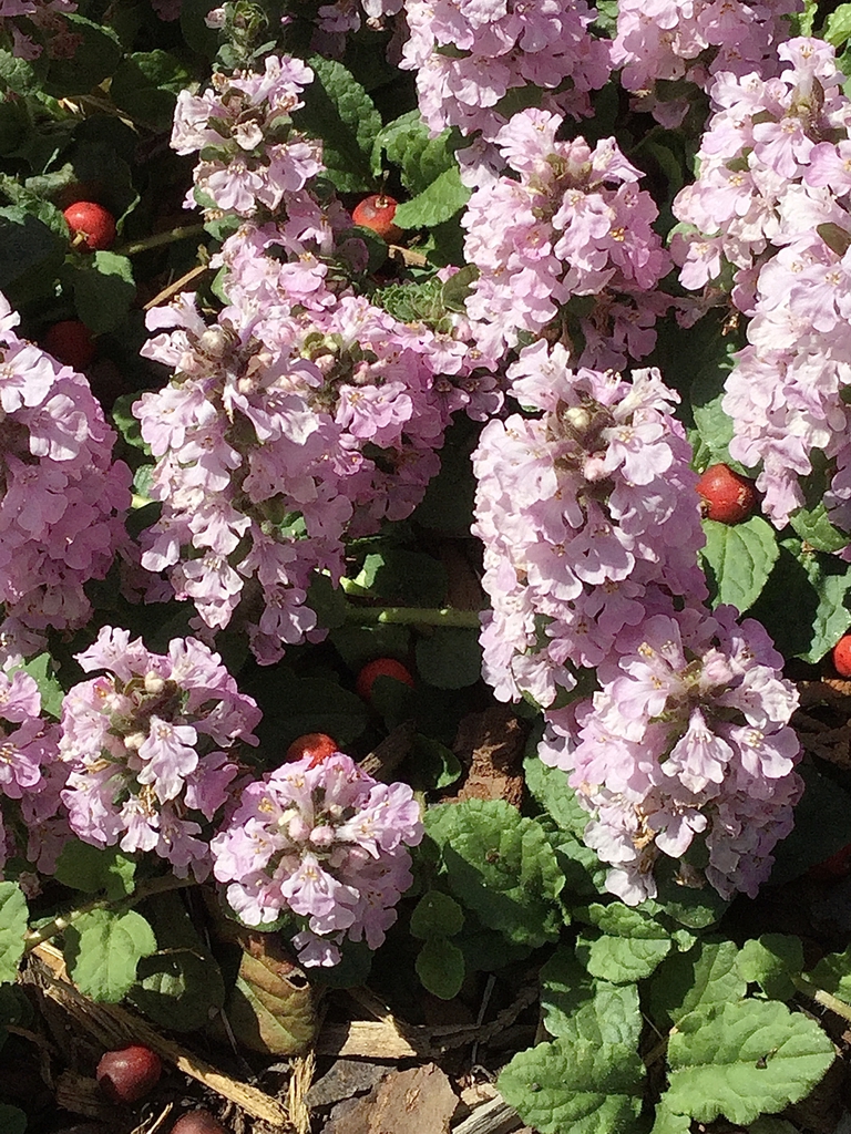 Close up on erect spikes of pink flowers with large lower lips