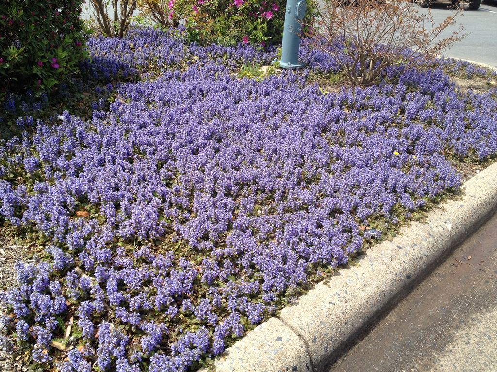 Groud cover forming a carpet of spikes of blue flowers