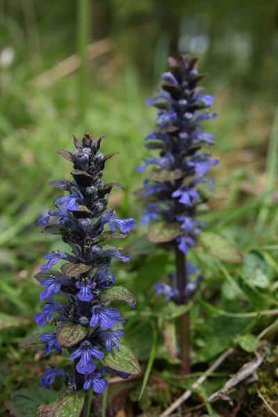 two erect spikes of blue flowers with white-lined lower lips