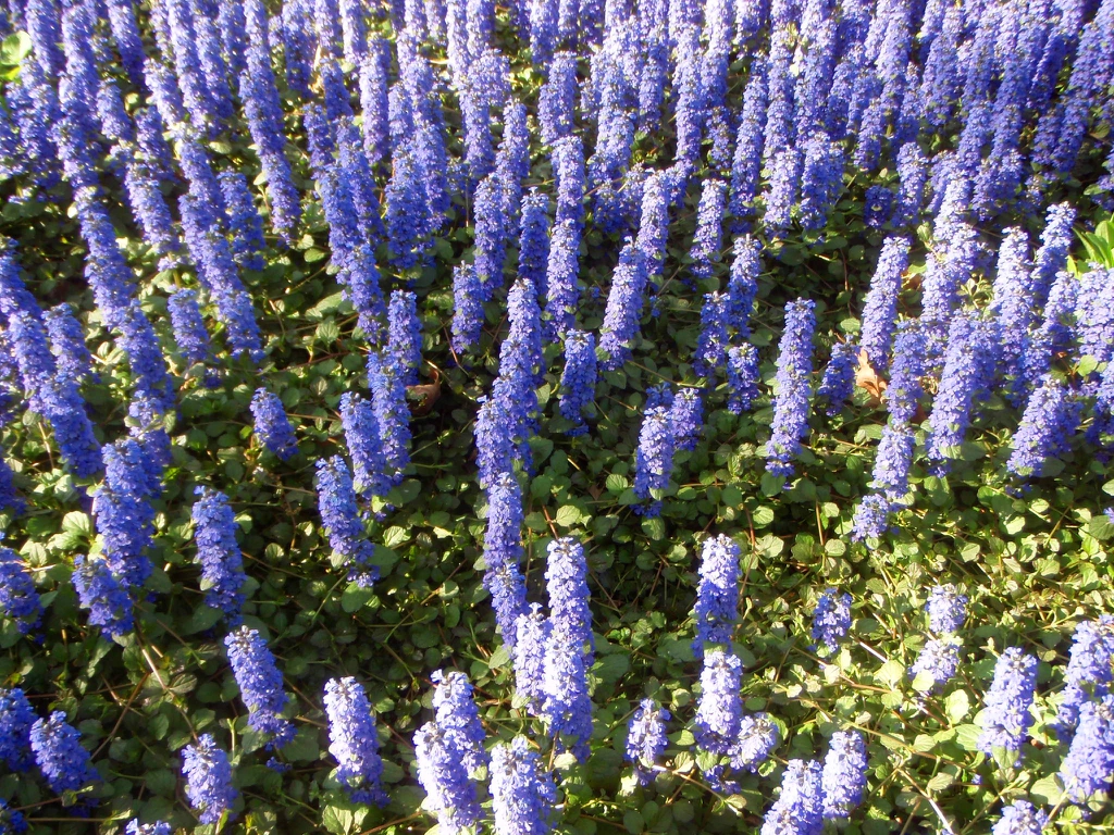 Ground cover with erect spikes of lavender blue flowers.