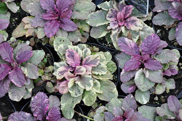 Rosettes of cream and green foliage; young leaves pink.