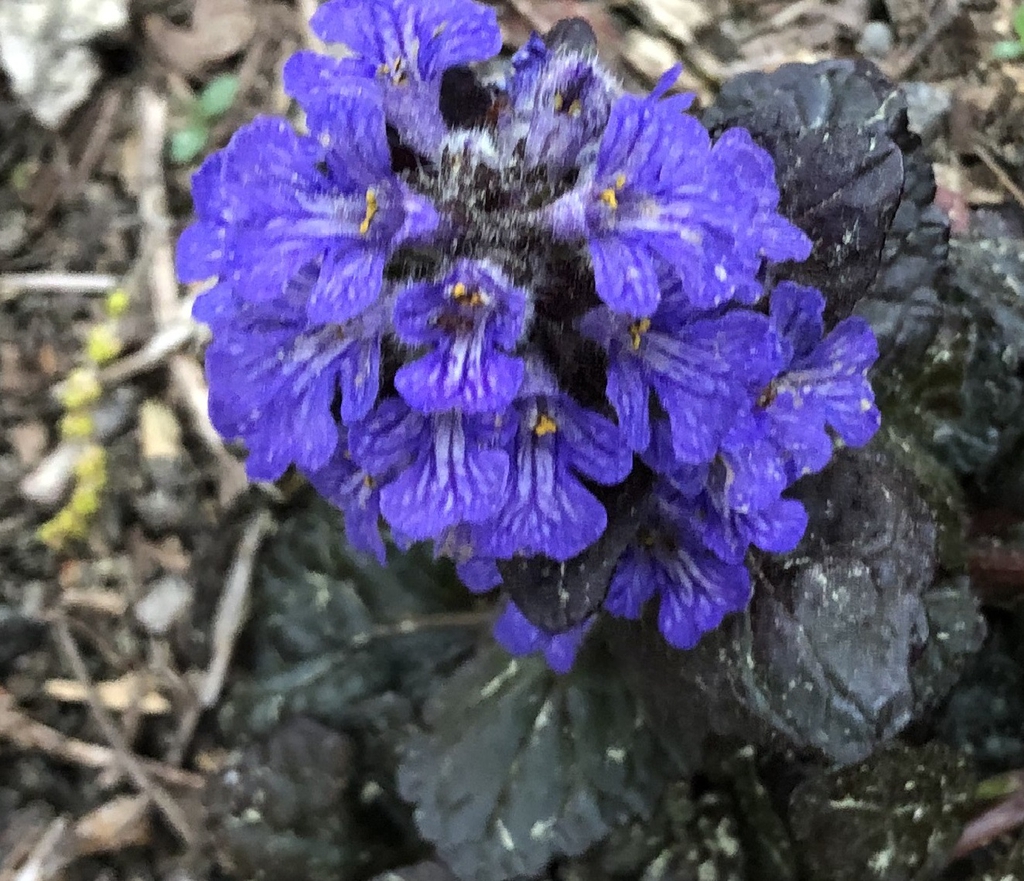 Dark foliage below erects spikes of blue flowers.