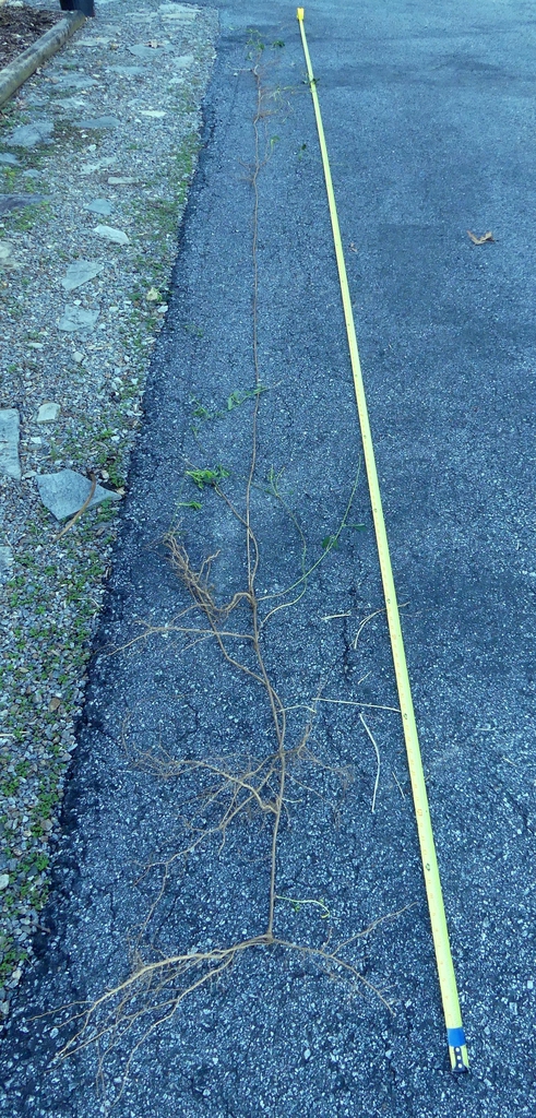 A 22' long root pulled up from one vine.  They can be extremely