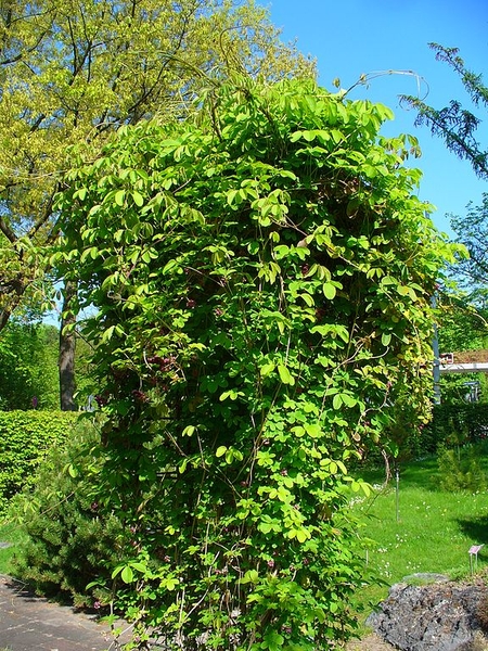 Akebia quinata
