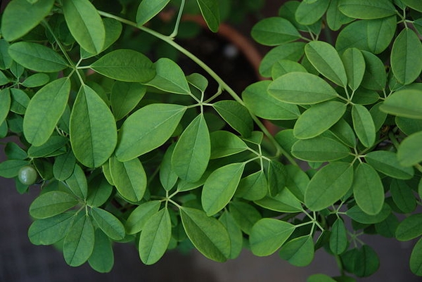 Akebia quinata