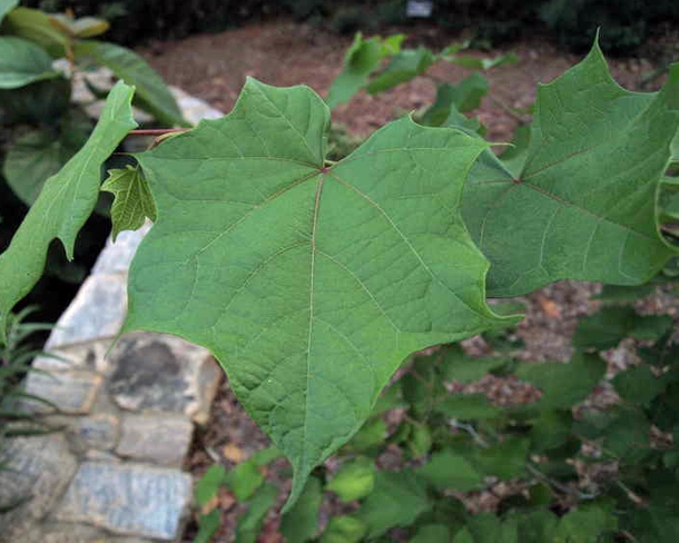 Leaf close up