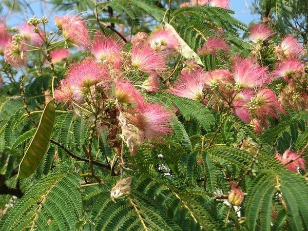 Albizia julibrissin