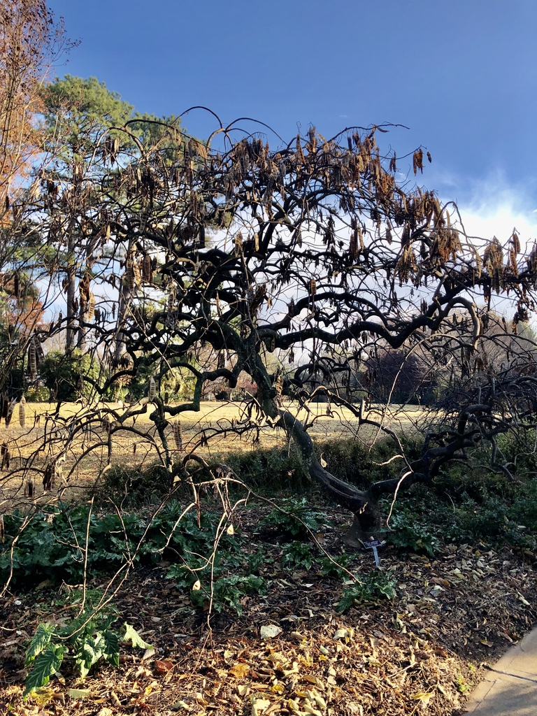 'Ishii Weeping' - Form - Dec. 6 - Wake Co., NC