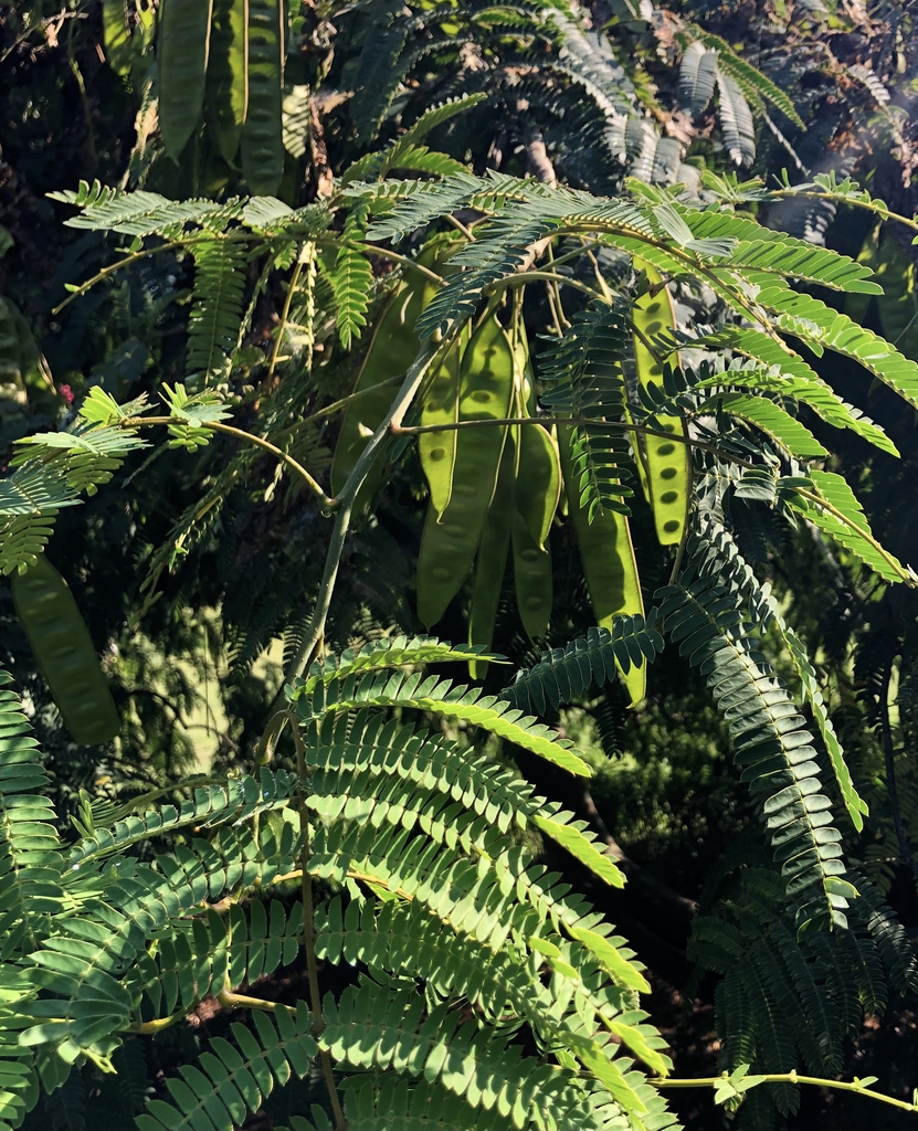 Seed Pods & Leaves- Aug. 9 - Wake Co., NC