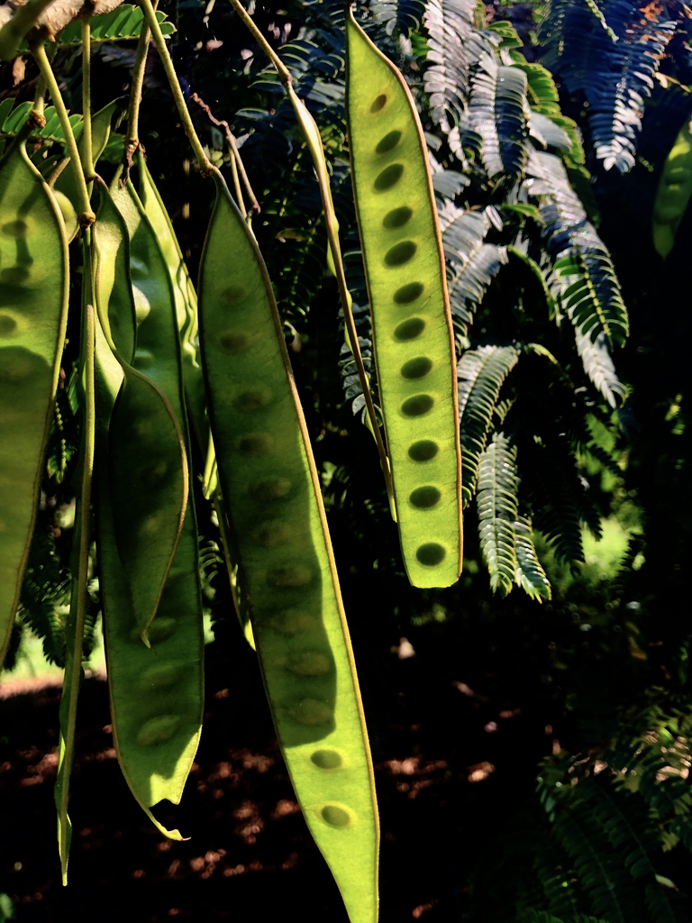 Seed Pods- Aug. 9 - Wake Co., NC