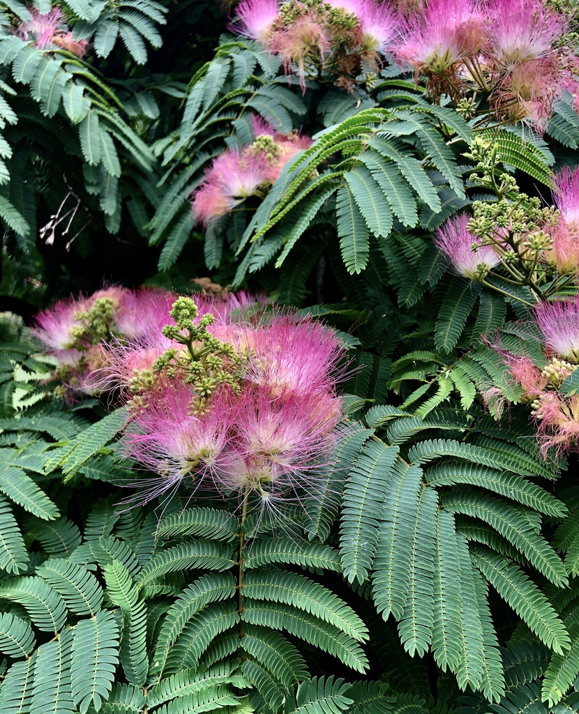 Flower - Early June - Wake Co., NC