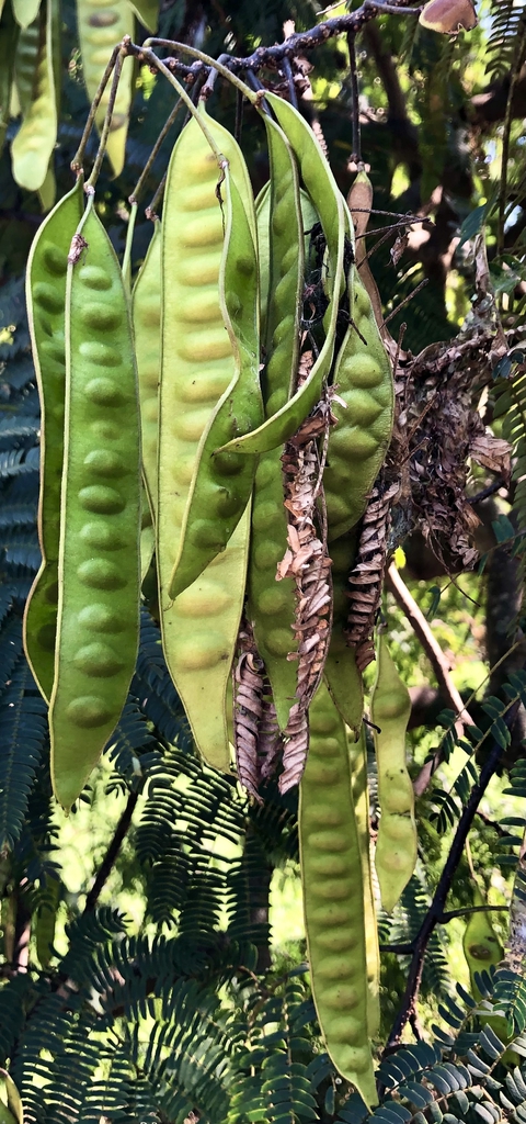 Seed Pods - Aug. 23 - Wake Co., NC