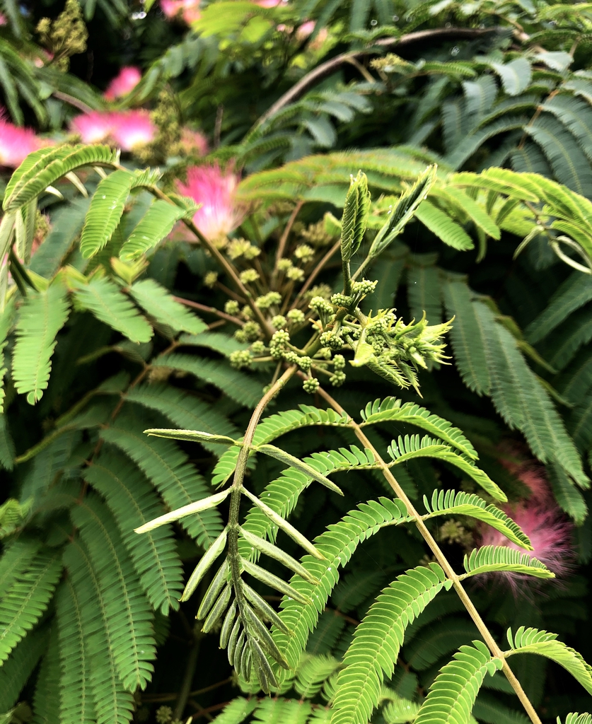 Flower & Unopened Leaves - Early June - Wake Co., NC
